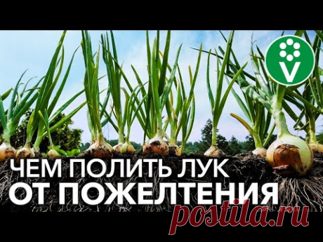 ЖЕЛТЕЕТ ПЕРО ЛУКА? ИСПРАВЬТЕ ВСЕ В МОМЕНТ!