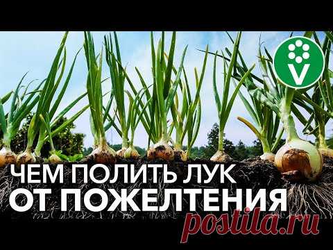 ЖЕЛТЕЕТ ПЕРО ЛУКА? ИСПРАВЬТЕ ВСЕ В МОМЕНТ!