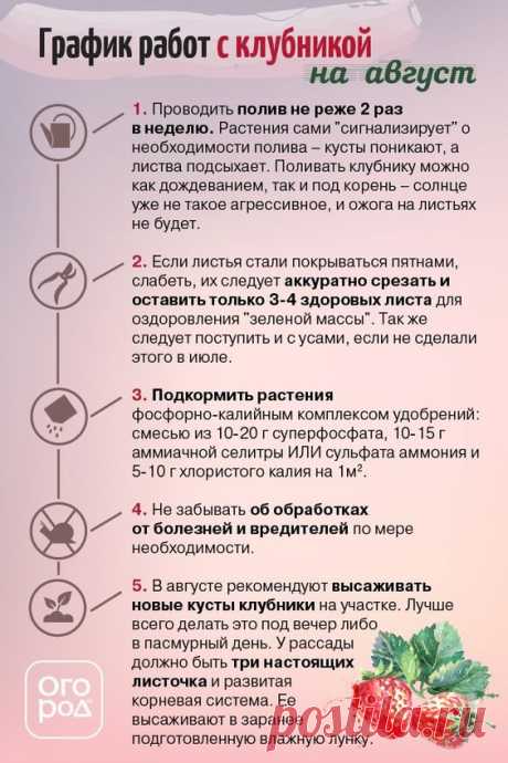 Список работ с клубникой на август - Огород.ru