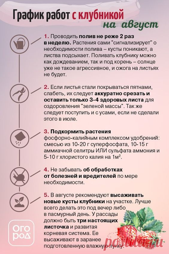 Список работ с клубникой на август - Огород.ru