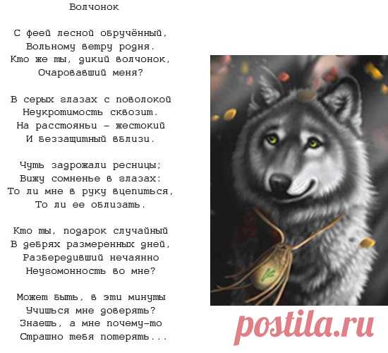 Волчья преданность