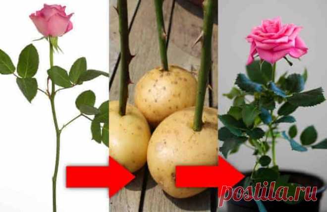 Как укоренить розу из букета? Простой домашний способ! Если вам понравились подаренные вам розы или вы просто хотите сохранить их живыми, как память о каком-то событии, то нет ничего проще! Просто укорените подаренные вам розы и превратите их в живой розовый куст. Это так называемый способ размножения розы черенками. Читайте подробнее >>> Как укоренить розу из букета