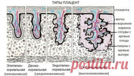 Расплата за большой мозг или как появились менструации!