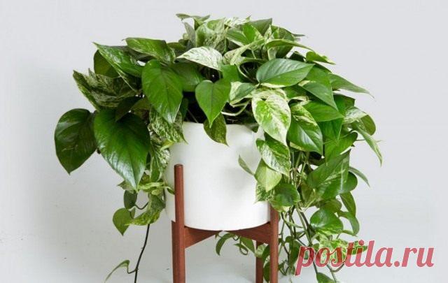10 лучших быстрорастущих комнатных растений. Список с фото - Ботаничка.ru