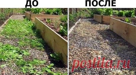 УНИЧТОЖИТЬ СОРНЯКИ