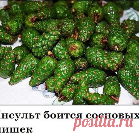 ЕЛОВЫЕ ШИШКИ ПРОТИВ ПОСЛЕДСТВИЙ И РАЗВИТИЯ ИНСУЛЬТА