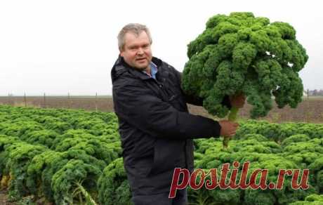 Капуста-кудряшка