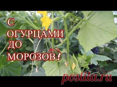 СДЕЛАЙТЕ ЭТО И БУДЕТЕ С ОГУРЦАМИ ДО МОРОЗОВ!