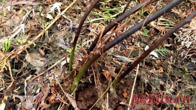 Почему после зимы чернеют розы: причины и пути решения | Журнал 