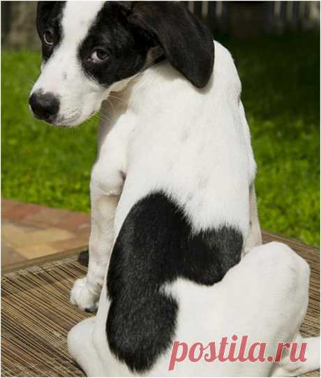 30 Of The Most Darling Animal Fur Markings. #15 Is Sad And Funny