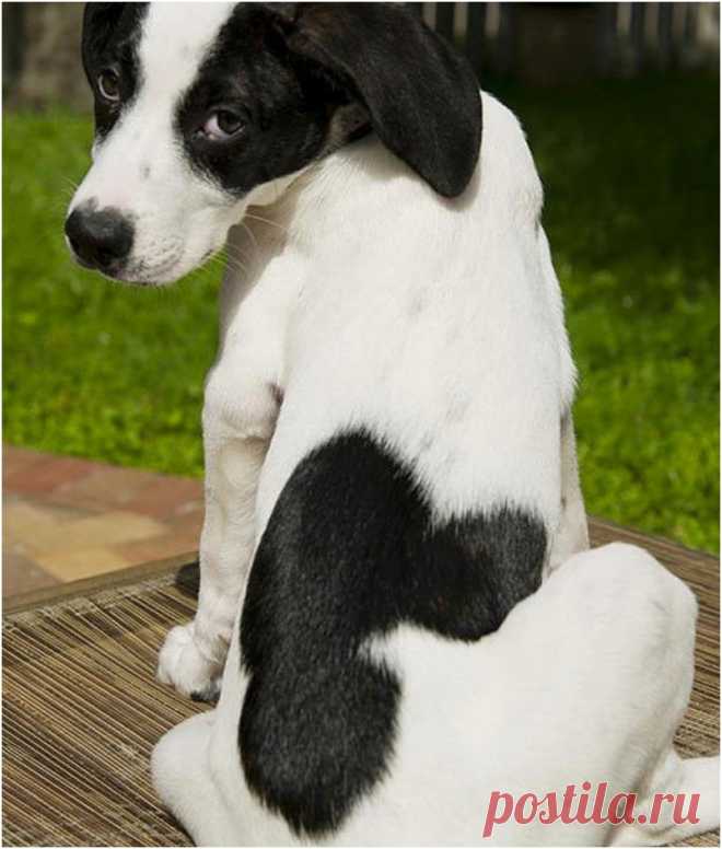 30 Of The Most Darling Animal Fur Markings. #15 Is Sad And Funny