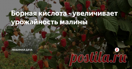 Борная кислота - увеличивает урожайность малины Малина - вкусная сочная ягода, которую мы очень любим и летом и зимой. Чтобы достичь хорошего крупного сладкого урожая я провожу регулярные подкормки. Помимо комплексных подкормок для малины у меня есть одна уникальная по моему опыту и это борная кислота. Бор хорошо отражается на малине, которая растет как на кислых почвах так и на заболоченных.
Для обработки малины борной кислотой я сначала хорош