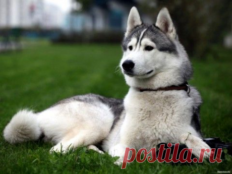 Какая вы собака по гороскопу. - Гороскопы, нумерология - Женский Мир