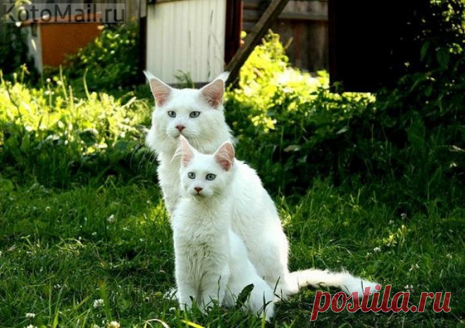 Папочка с сыночком