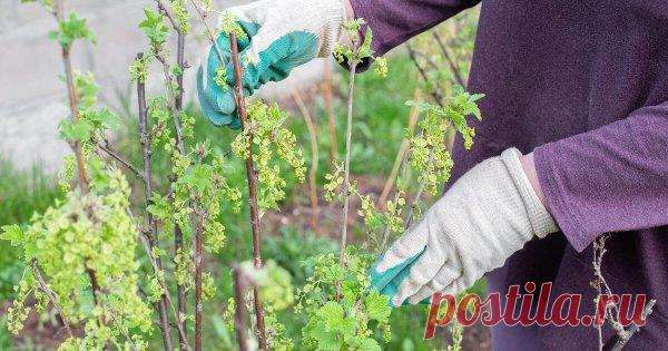 Уход за смородиной весной – как правильно обрезать, подкормить и обработать кусты Смородина не слишком прихотлива. Но все же не стоит забывать о кустарнике, иначе урожайность начнет снижаться, а ягоды – мельчать. Поэтому найдите время на три главные весенние процедуры: обрезку, подкормку и защиту от болезней и вредителей.