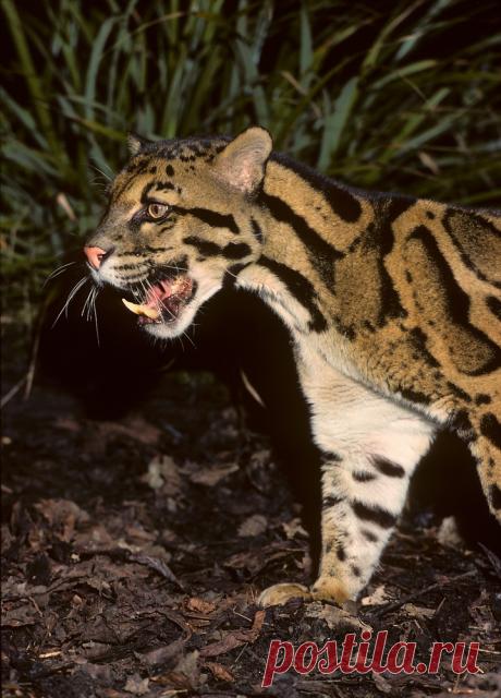 MCL002.jpg | Терри Уиттакер Фотография