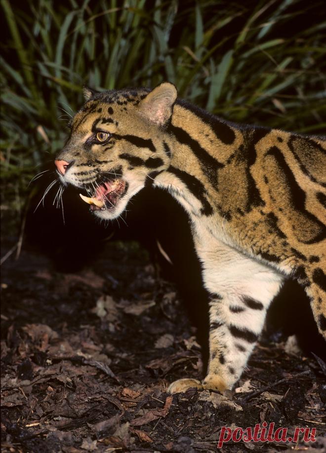 MCL002.jpg | Терри Уиттакер Фотография