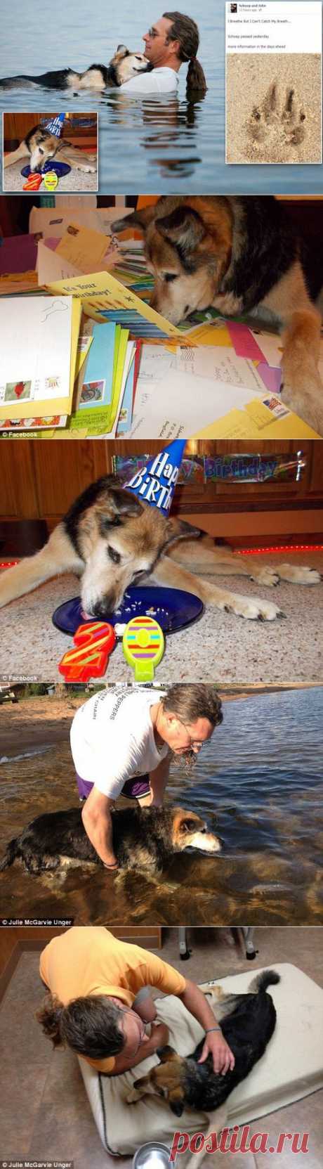 Умерла собака, фото которой тронуло весь мир  | MirFactov &amp;#8212; всё самое интересное!