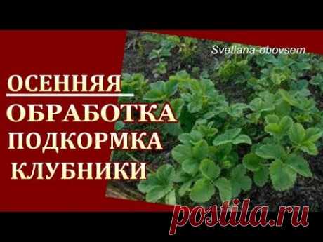 БОЛЕЗНИ КЛУБНИКИ -ЛЕЧЕНИЕ и  ПРОФИЛАКТИКА от заболеваний  -ОСЕНЬЮ ПОДКОРМКА  ОРГАНИЧЕСКИМ УДОБРЕНИЕМ