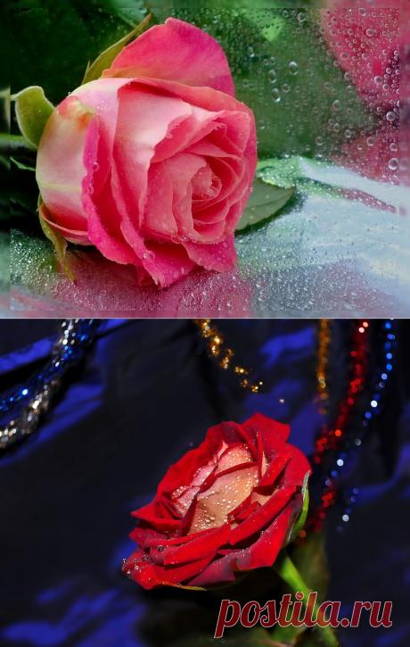 Розы от Mavesta