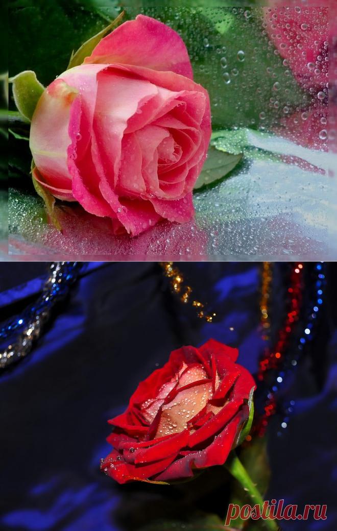 Розы от Mavesta