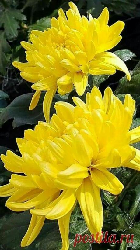 Любите желтые цветы