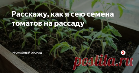 Расскажу, как я сею семена томатов на рассаду Добрый день, огородники и садоводы! Расскажу, как я сею семена томатов на рассаду. Этот способ проверенный годами, поэтому я могу его смело рекомендовать.
Не забывайте подписываться на Урожайный огород! Ставьте палец вверх и обязательно оставляйте комментарии под статьей!
Обязательно выбирайте не очень глубокие ящики для рассады. У меня пластиковые ящики с бортиками высотой  7 см.
Заранее подготов
