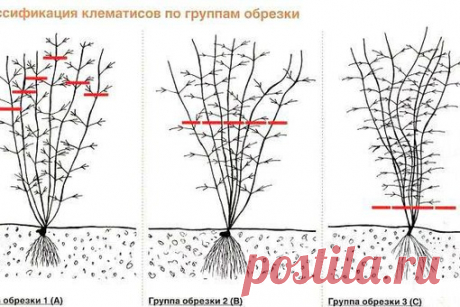 Биологические особенности клематисов и группы обрезки.

#многолетниецветы_КС
#ландшафт_КС
#лианы_КС
Показать полностью…