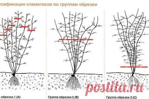 Биологические особенности клематисов и группы обрезки.

#многолетниецветы_КС
#ландшафт_КС
#лианы_КС
Показать полностью…