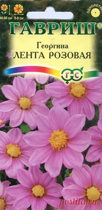 Георгина "Лента розовая"
