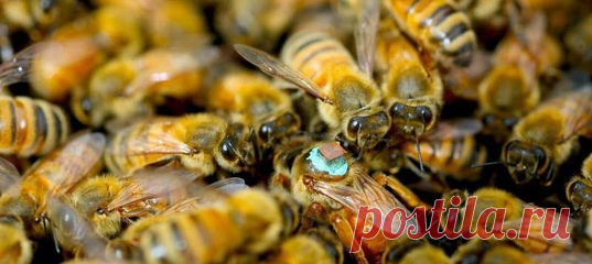 На ночь глядя рассказываем про ослепительный секс пчёл! После спаривания королева на время теряет зрение – спасибо секретному ингредиенту в сперме самцов. И это не единственная тайна семенной жидкости этих насекомых.