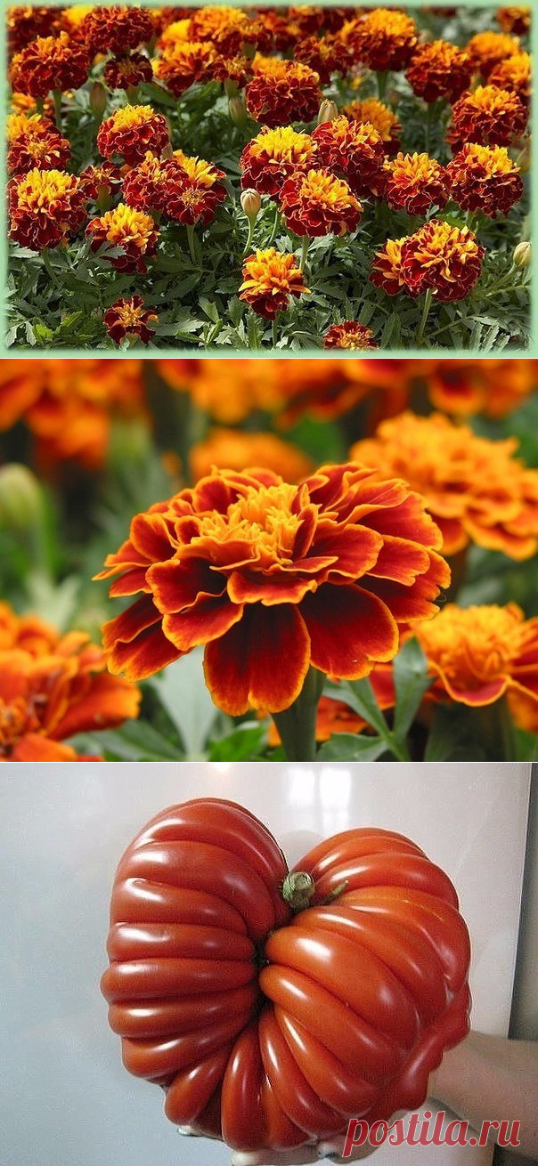 ПОЛЕЗНЫЕ СОВЕТЫ : 

А вызнали, что бархатцы - лекарственные растения?