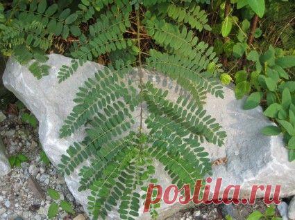 Папоротник на скале-Природа-Бесплатные фотографии Скачать бесплатно