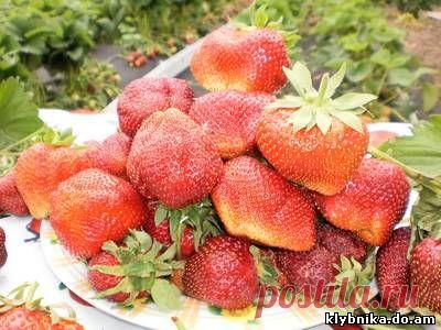 Такие результаты вам и не снились!)))) Золотая мечта каждого садовода!