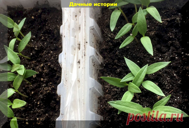 Важные нюансы при выращивании рассады перцев: пять советов которые нельзя игнорировать | Дачные истории | Дзен