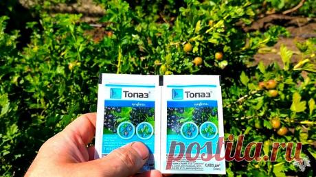 Лучшее средство от «Мучнистой Росы». Результат лечения крыжовника | Виноград VM | Яндекс Дзен