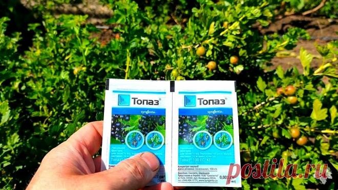 Лучшее средство от «Мучнистой Росы». Результат лечения крыжовника | Виноград VM | Яндекс Дзен