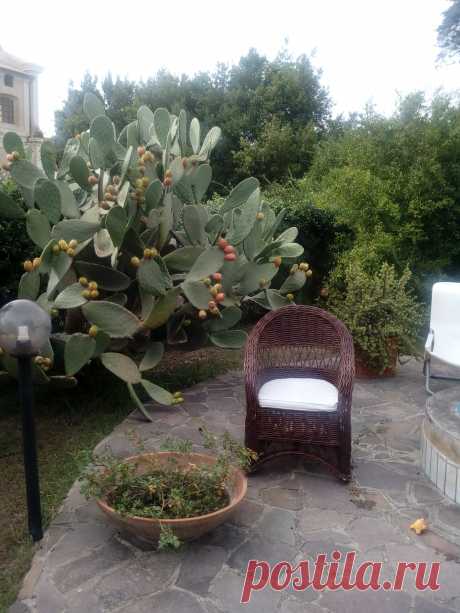 кактус в саду