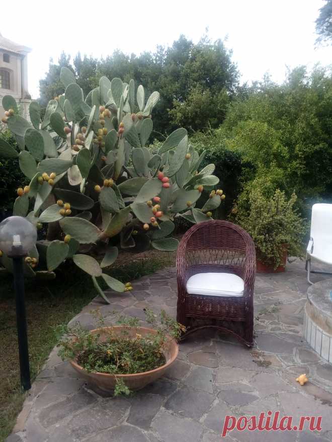 кактус в саду