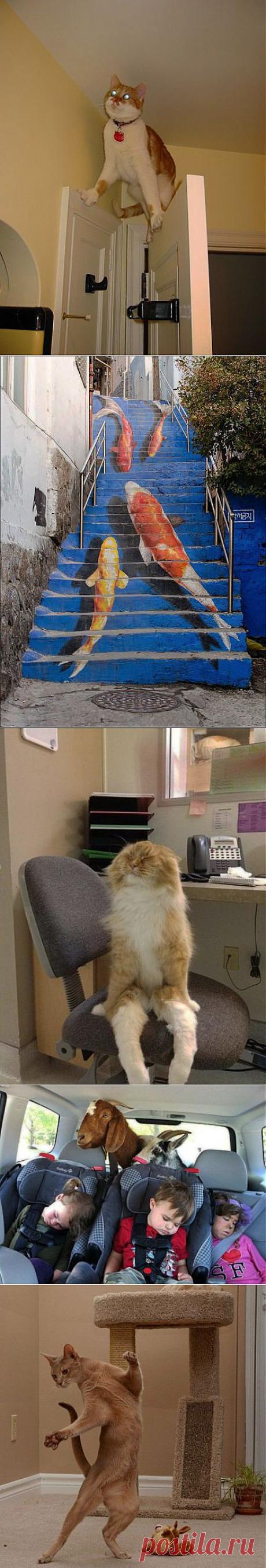 (+1) тема - Всяко-разно) Прикольные картинки | ОБОРЖАКА ;)