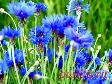 Земля смеется Цветами...
Ралф Уолдо Эмерсон
**