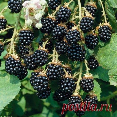 Одноклассники