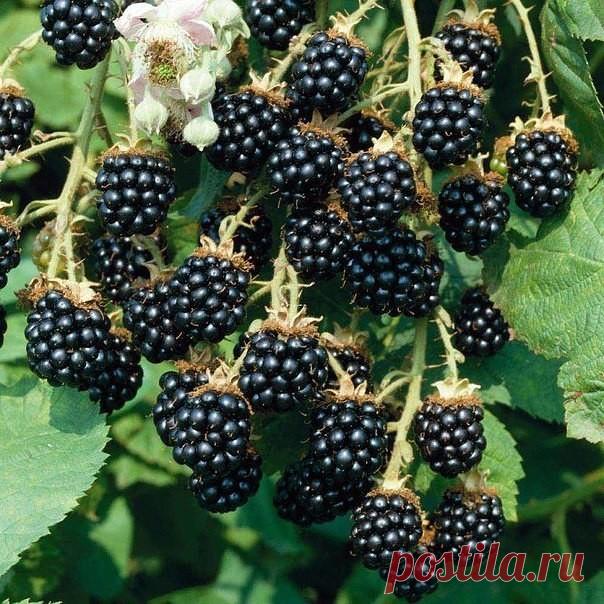 Одноклассники