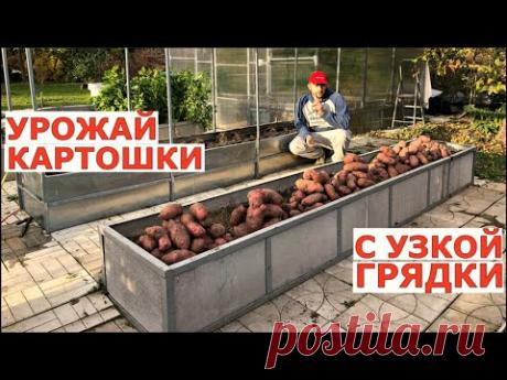 САМЫЙ урожайный сорт картофеля -УНИКА