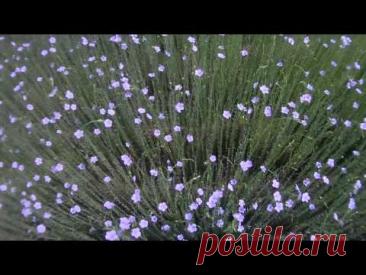 Цветущий лен