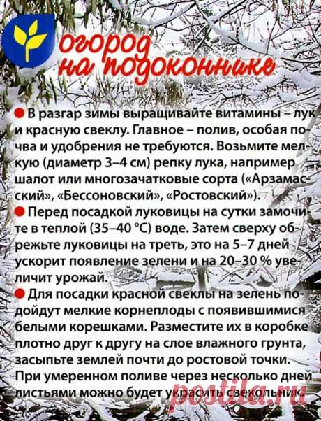 Огород на подоконнике
