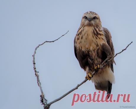 Rough-legged Hawk Happy to catch a Rough-Legged Hawk as it migrates south through our region after spending the summer in the Arctic tundra.