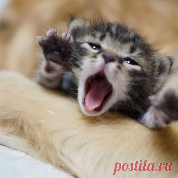 Полное равноправие -- собака приняла в свою семью котят. И заботится о них, как о родных! 
Собаки и кошки с давних времен воспринимаются как непримиримые враги.
То же самое твердят и зоопсихологи.
Но жизнь всегда оказывается намного многограннее, и случаи преданной дружбы между кошкой и со…