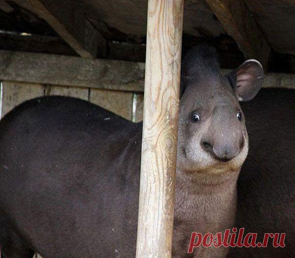 Нестандартная мимика у животных / Всё самое лучшее из интернета