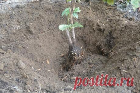 Что делать с пионами в августе: обрезка, деление, посадка и другие важные работы  🌸
В августе у пионов начинается второй этап активного роста – закладываются почки возобновления на следующий год.
Эти почки отвечают за цветение пионов, поэтому на них стоит обратить внимание.
Если почки еще не успели сформироваться, то нужно обрезать пионы, если же почки уже появились, то их также следует удалить.
Подкормки в августе не желательны.
Вместо этого, как раз сейчас, пионы можно пересадить на новое ме…